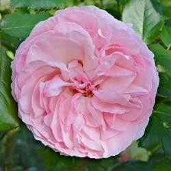 Rose 'Pierre de Ronsard'